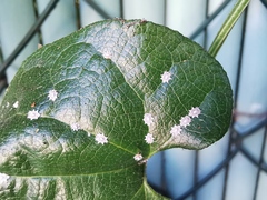 Ceroplastes japonicus