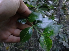 Psydrax obovata elliptica