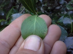 Psydrax obovata elliptica