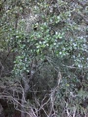 Psydrax obovata elliptica