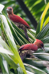 Chrysophlegma miniaceum