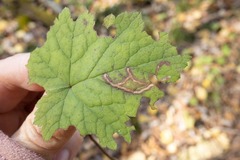 Phytomyza tigris
