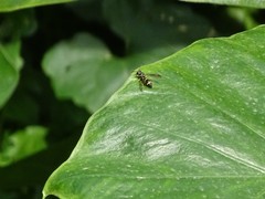 Apodynerus formosensis