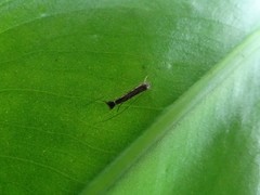 Roeslerstammiidae