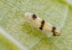 Empoa