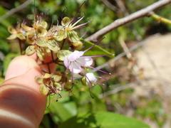 Hirtella gracilipes