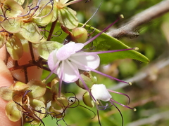 Hirtella gracilipes