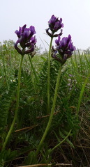 Oxytropis borealis