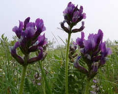 Oxytropis borealis