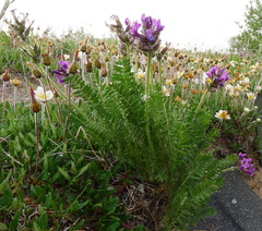 Oxytropis borealis