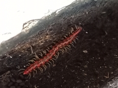 Helicorthomorpha