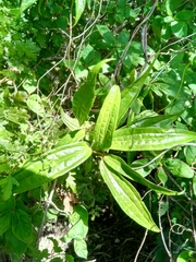 Dioscorea analalavensis