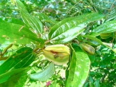 Dioscorea analalavensis