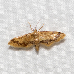 Idaea trypheropa