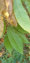 Castanea sativa