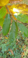 Castanea sativa