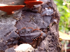 Platerodrilus ruficollis