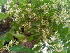 Azadirachta indica image