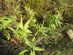 Vincetoxicum sibiricum