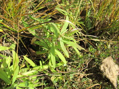 Vincetoxicum sibiricum