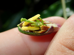 Passiflora cerradensis