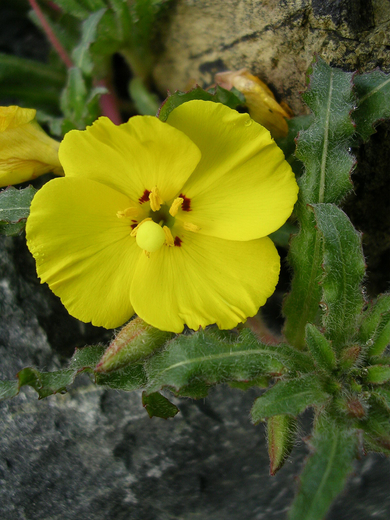 Camissonia