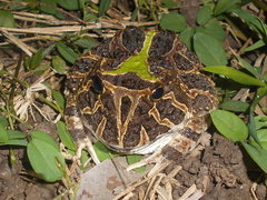 Venezuelan Horned Frog photo 1
