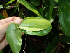 Passiflora cerradensis
