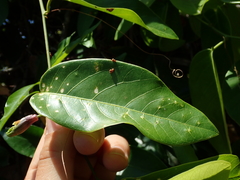 Passiflora cerradensis