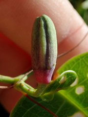 Passiflora cerradensis