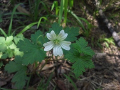 Geranium wakkerstroomianum
