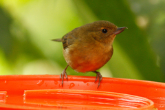 Diglossa albilatera