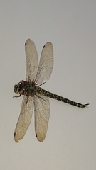 Aeshna cyanea