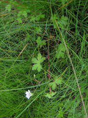 Geranium wakkerstroomianum