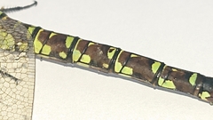 Aeshna cyanea