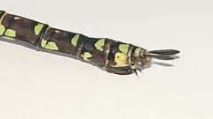Aeshna cyanea