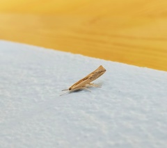 Agriphila trabeatellus