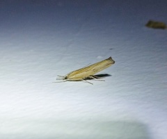 Agriphila trabeatellus