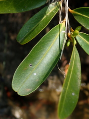 Monteverdia chapadensis