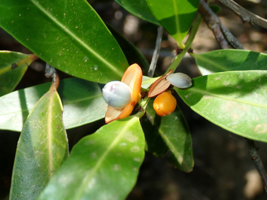 Maytenus chapadensis