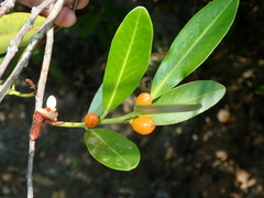 Monteverdia chapadensis