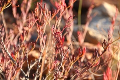 Pelargonium laevigatum laevigatum