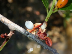 Monteverdia chapadensis