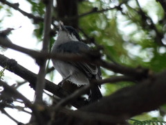 Polioptila plumbea