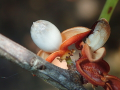 Monteverdia chapadensis