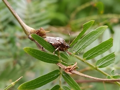 Eocanthecona concinna