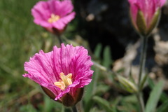 Monsonia burkeana