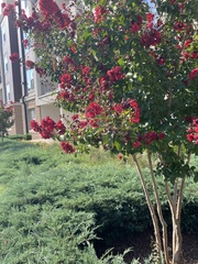 Lagerstroemia indica
