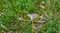 Wahlenbergia luteola