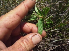 Monsonia burkeana